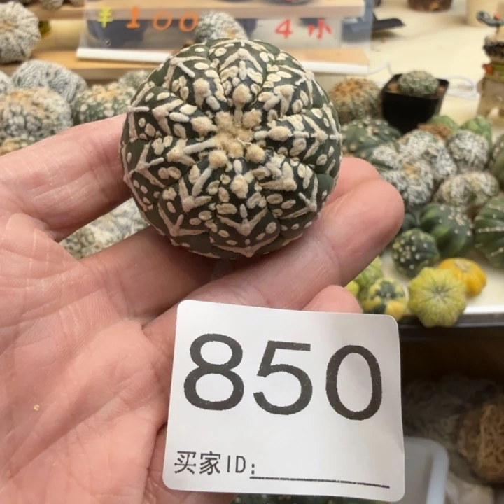 兜星球仙人球850号