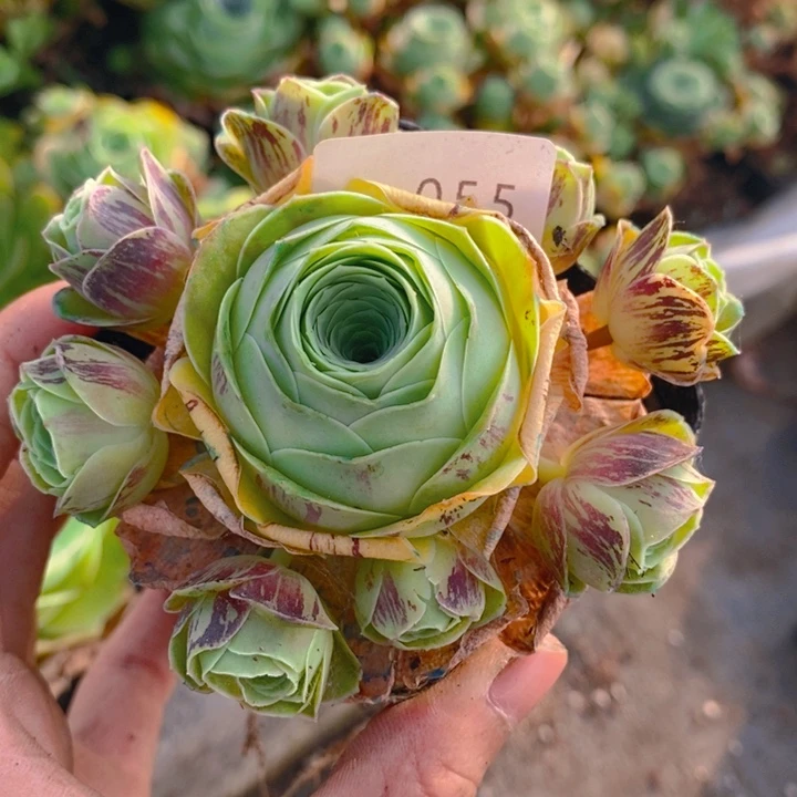 山地玫瑰捧花055