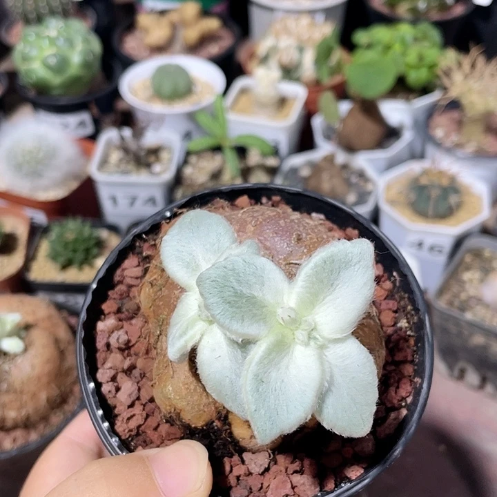 413大断崖女王块根