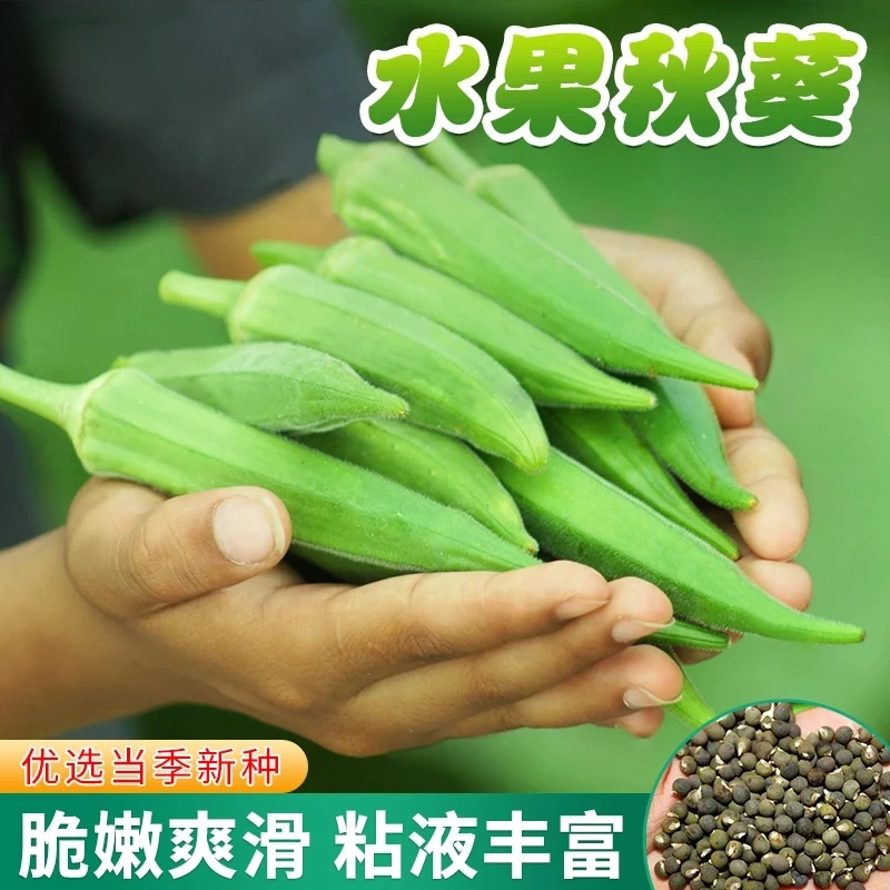 【水果秋葵种子】绿秋葵红秋葵菜种脆嫩不易老农家小院菜园特色蔬菜
