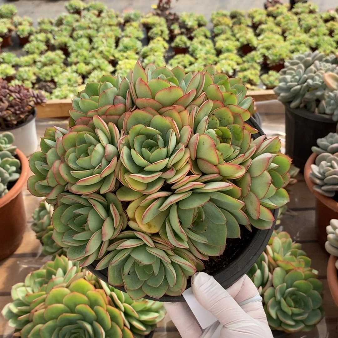 218牡丹亭一物一拍