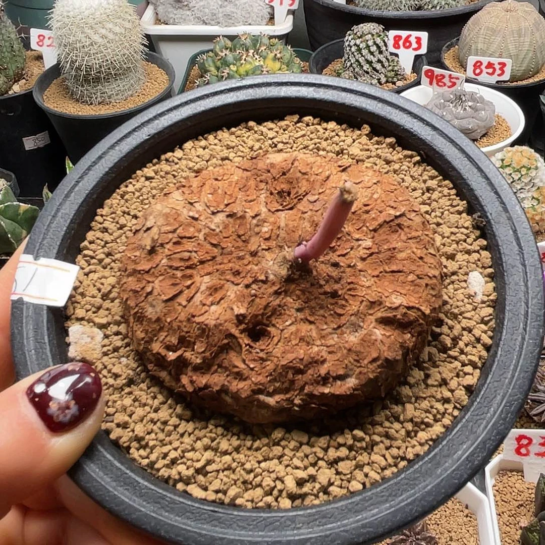 小乌龟仙人球多肉