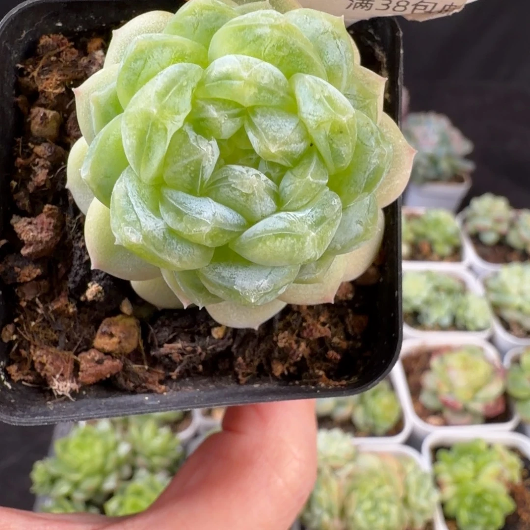 苍雪甜心单头福利3号