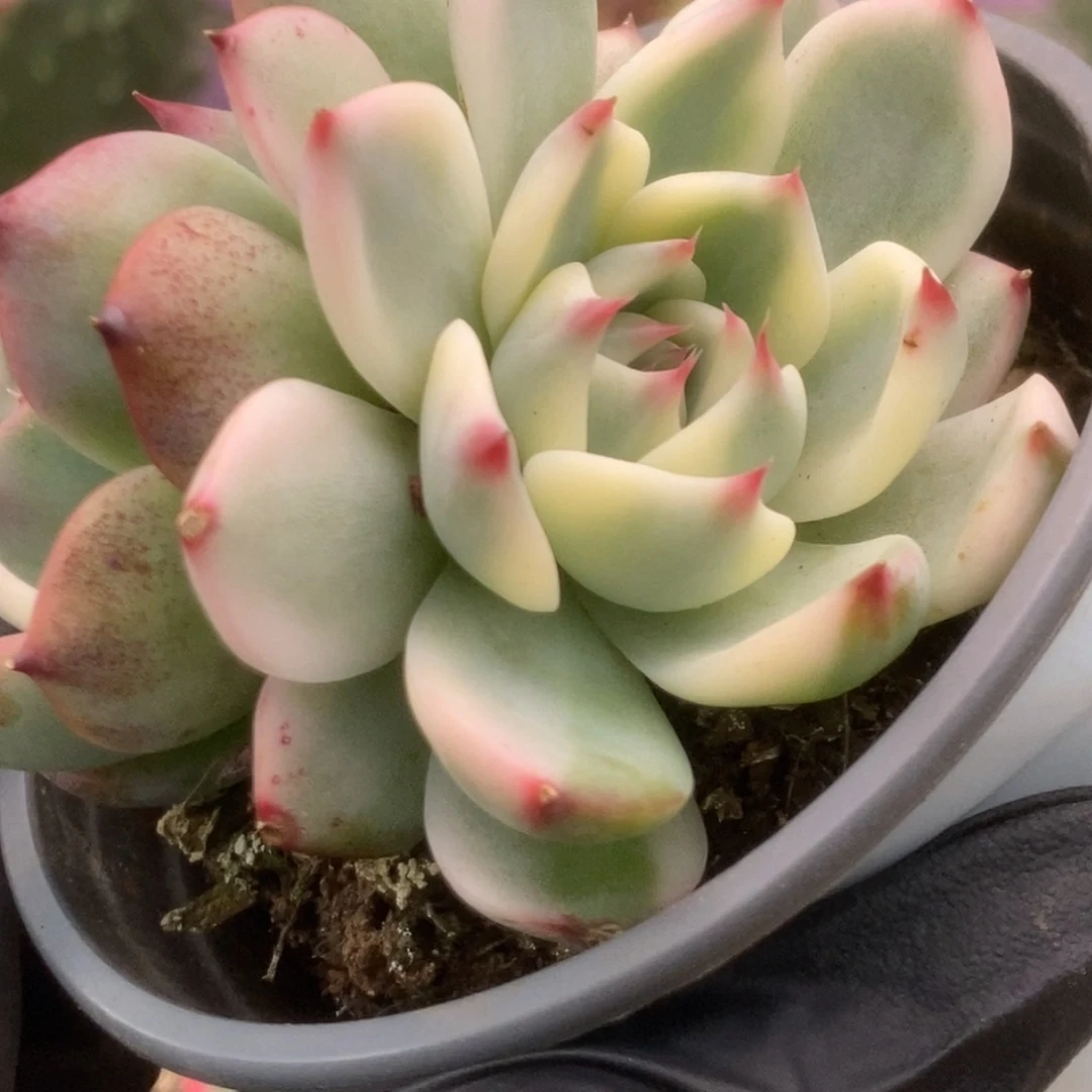 709锦锦锦锦锦锦锦