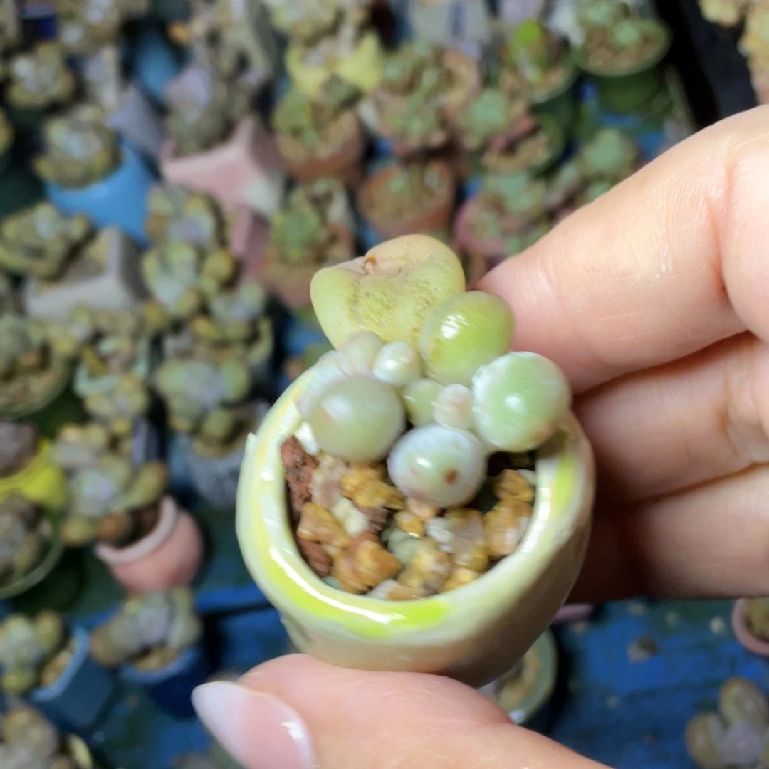 丸***学多肉植物的生长发育和生长发育等