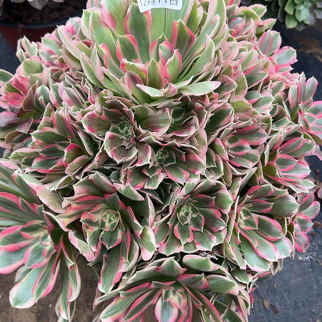 12.11-37妖月多肉植物