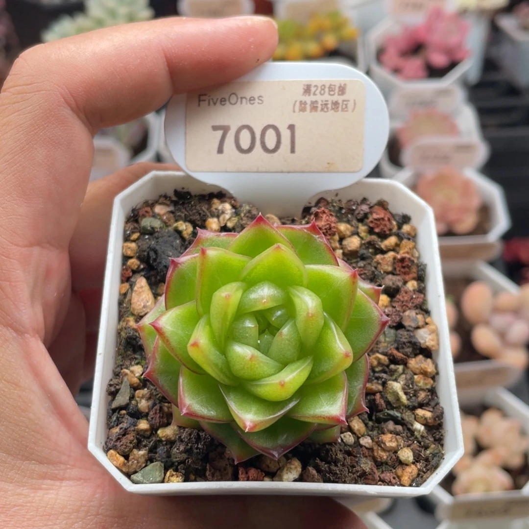 冰菓珍妮7001-4.5厘米