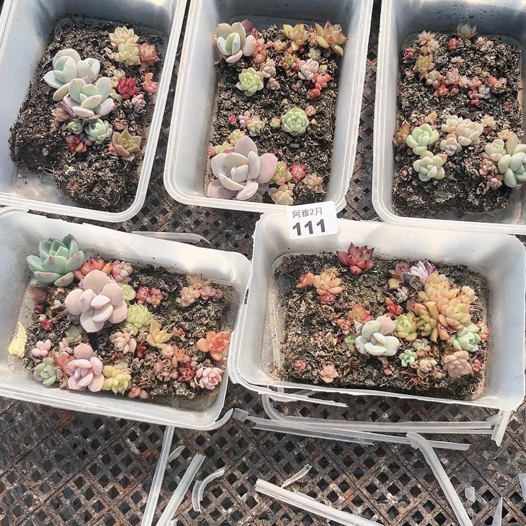 阿雅园艺。    111