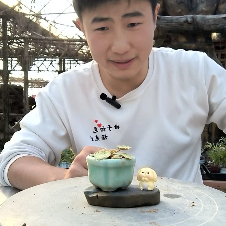 y*小盆景小植物一物一拍93