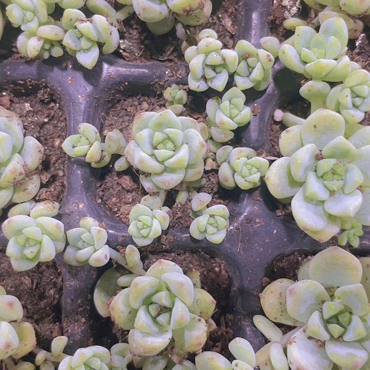 焦糖精灵精品多肉