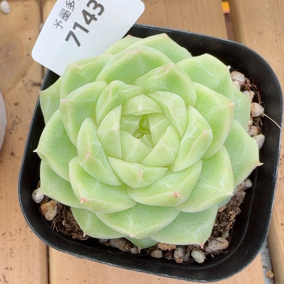 梨花白，7143多肉植物