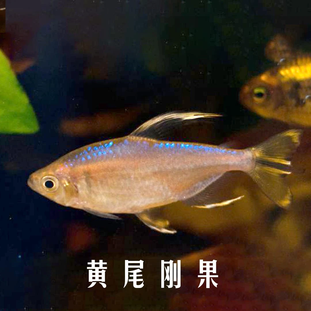 黄尾刚果鱼明知山有虎观赏鱼