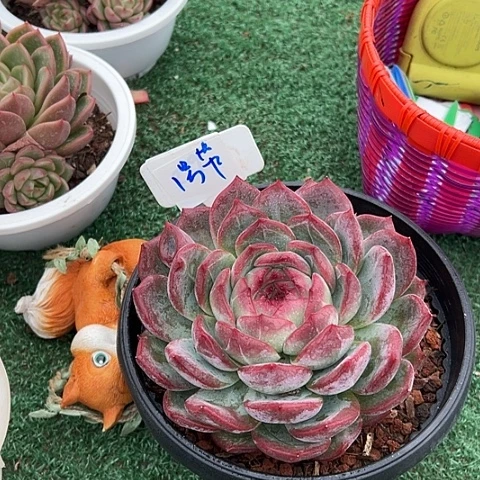 1号带盆红鸾一个带盆