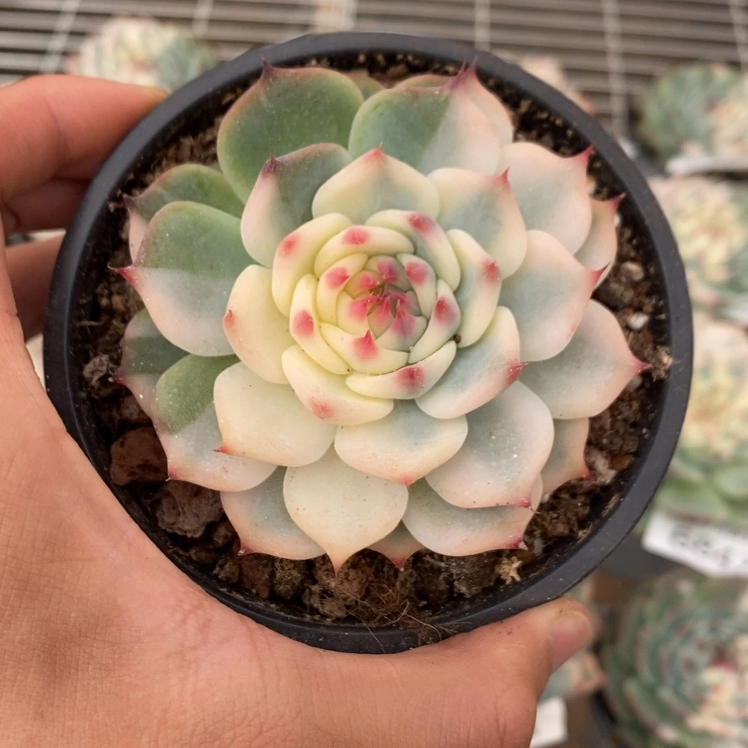 吉娃娃锦多肉植物6863