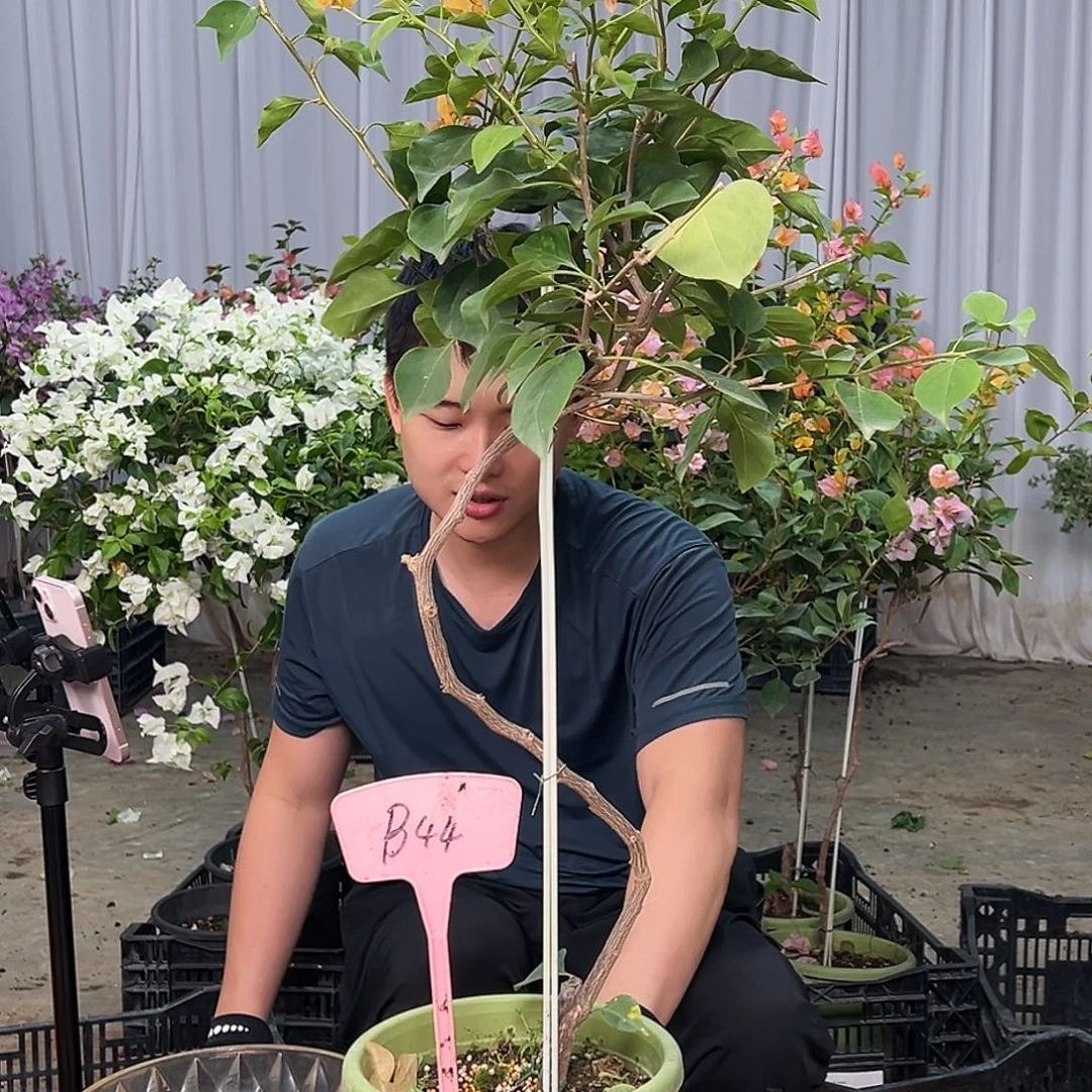 用***啾当前无花栽培后可以开花B66金色光辉
