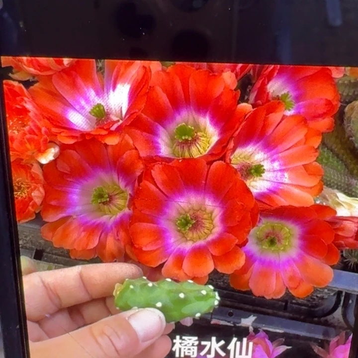 225橘水仙一个无根侧牙软,20包邮