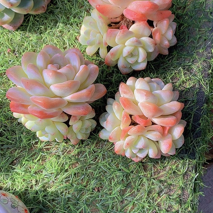 张****一物一拍，福利冰玉3颗