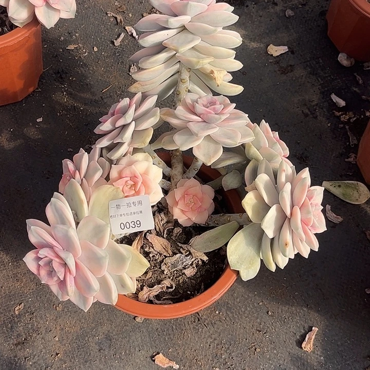 山***画紫乐锦大群一物一拍