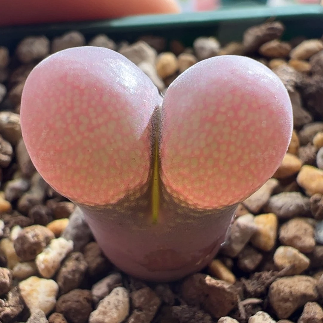 1017优选se 肯哈德4.5年大单头