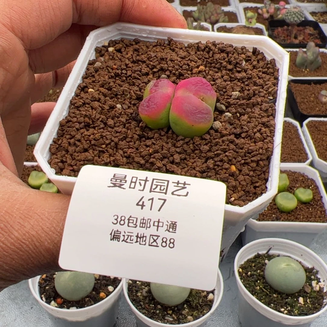 吻*2.10毛多肉植物417