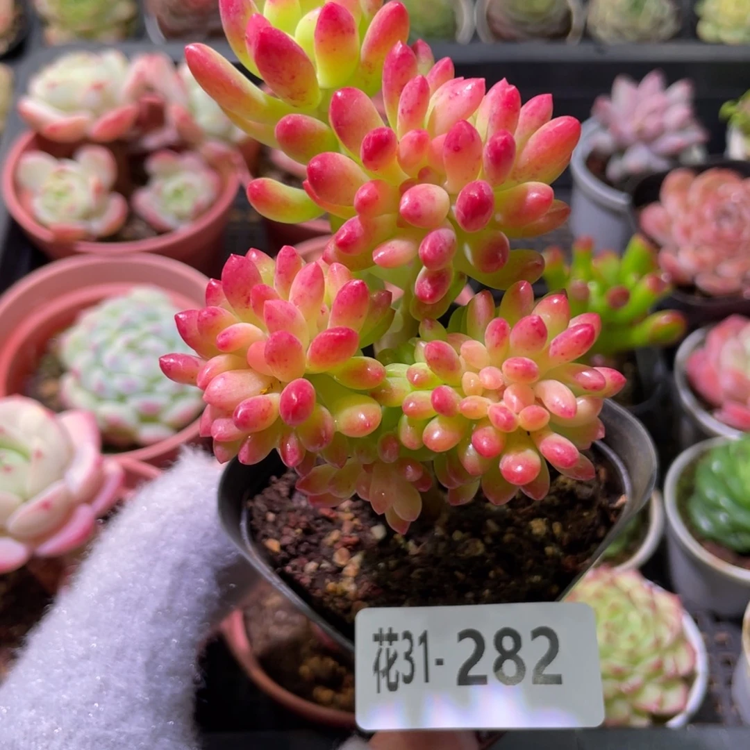 花利美31-282青松缀化