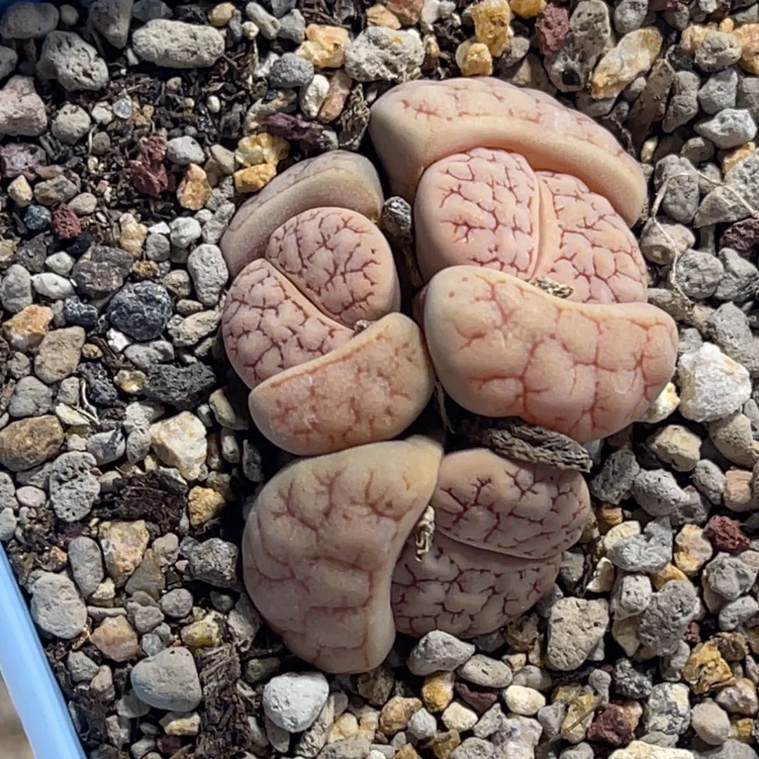 7821群生3头荒玉261