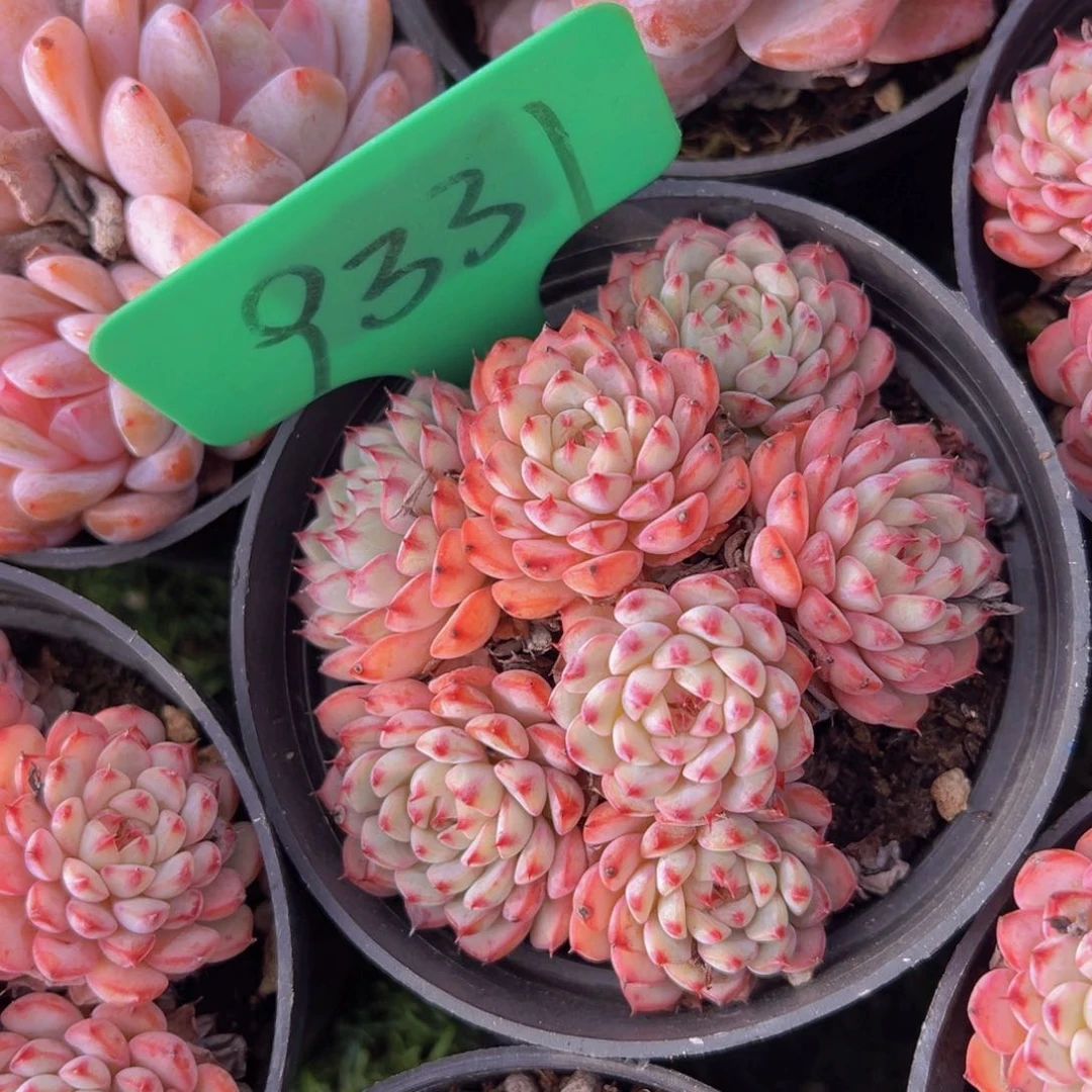 香玉的故事是一个人的