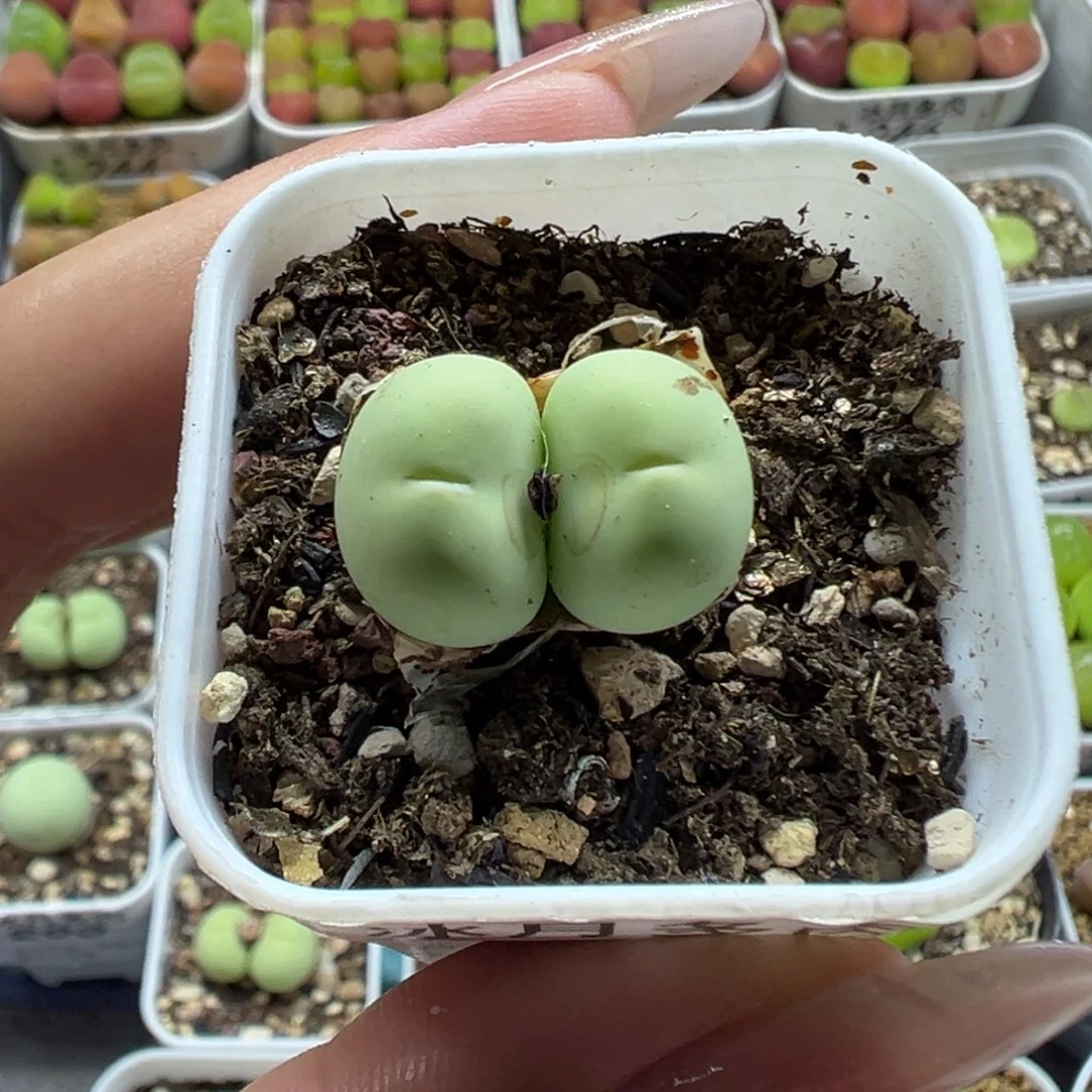 232鸽子蛋双头带盆土发货