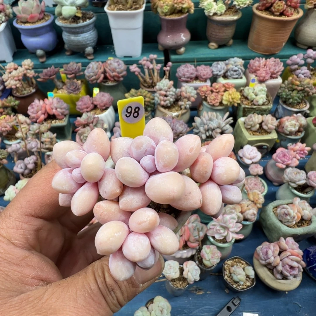 98号水光针奶4头无砍