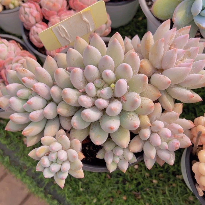 健健康康平平安安