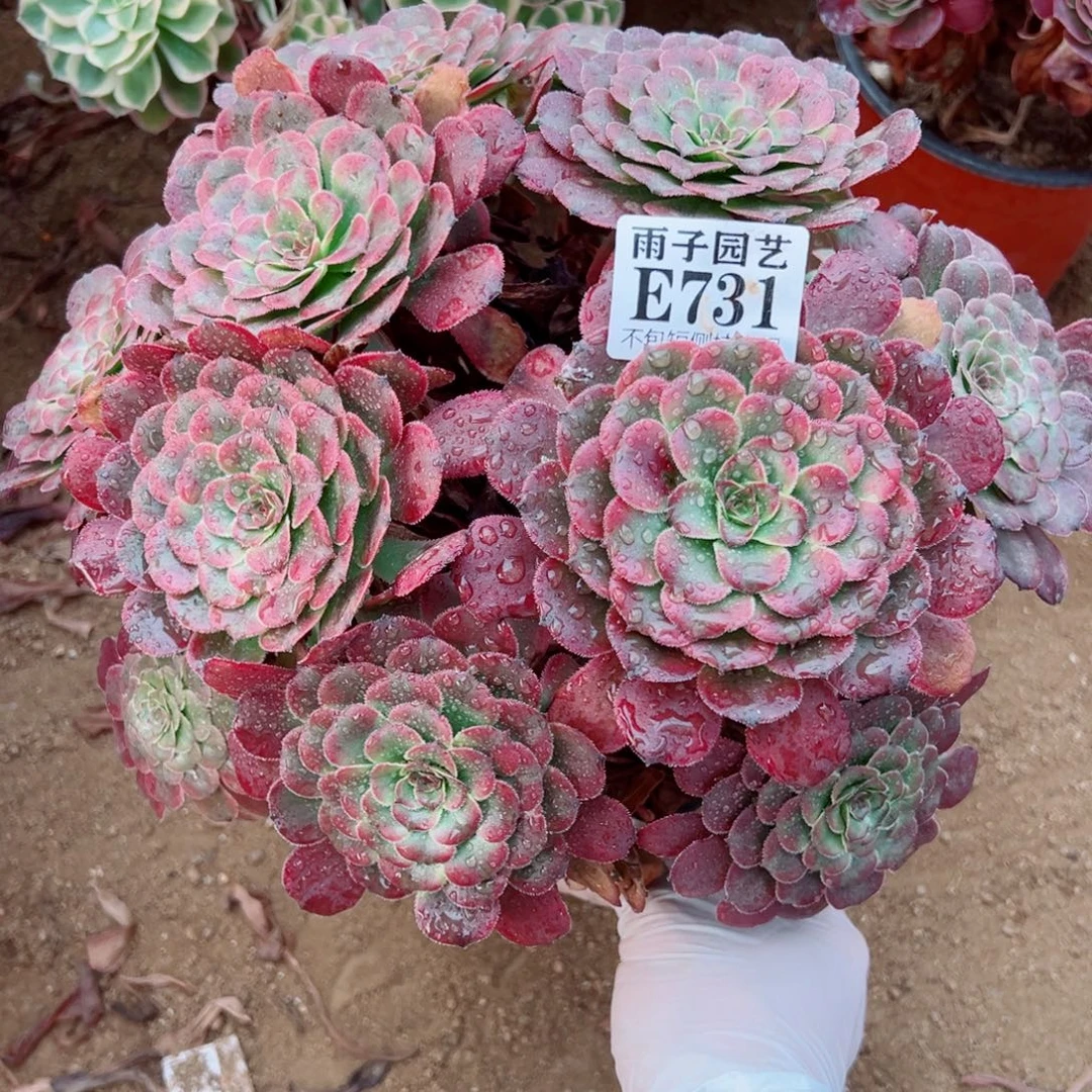 731月婵尺寸28左右