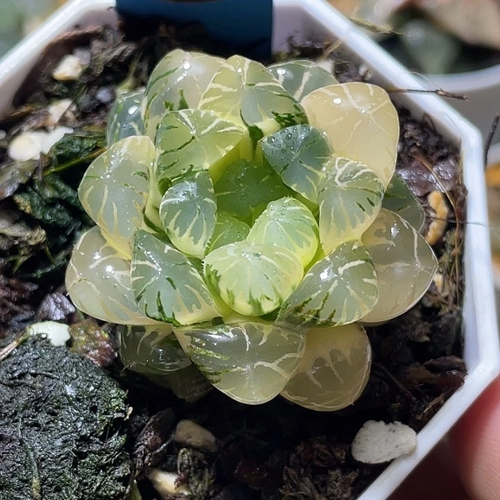 679完美卜卜紫锦特选度老师