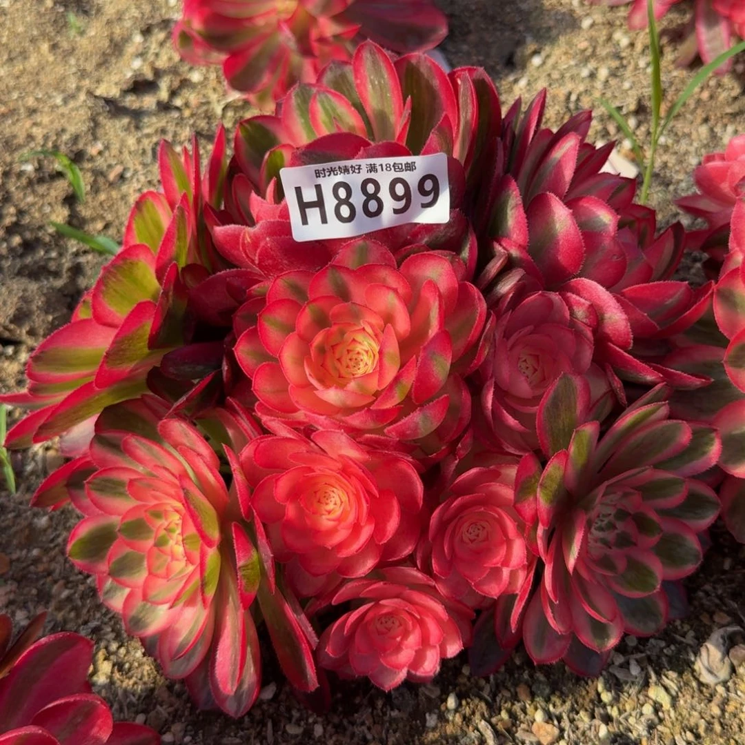 8899荔枝。多肉植物