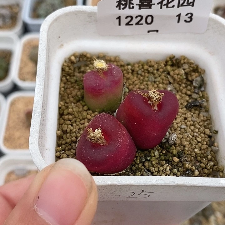 用****11220-13-红毛。