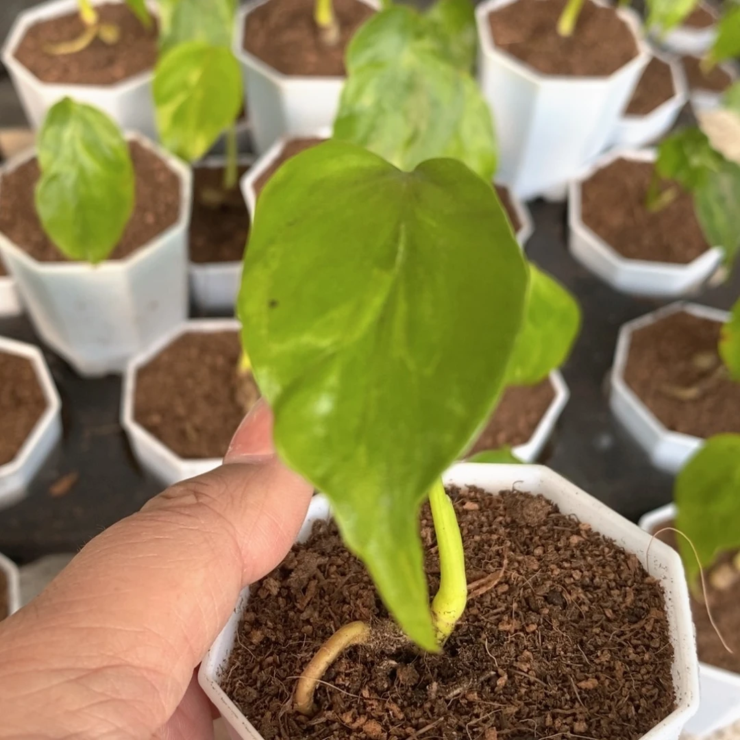 桃****完全开放种子苗龟背竹