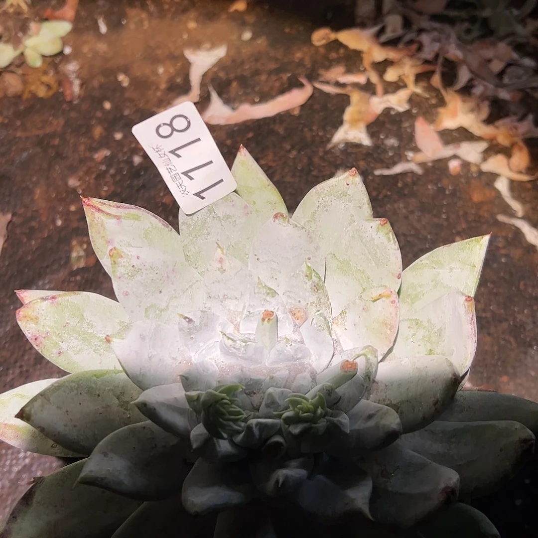 赛琳娜仙女杯多肉。