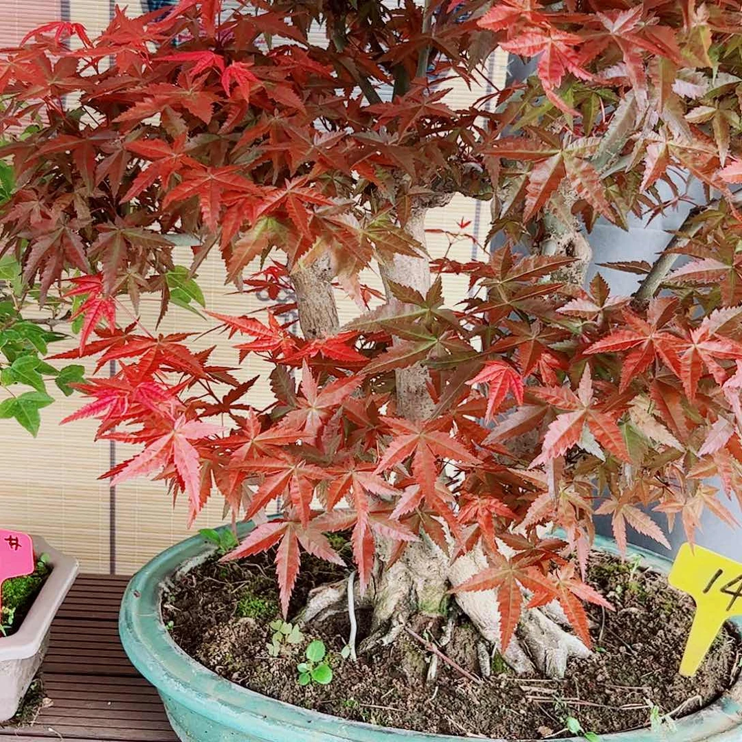 深***魇无花朵枫树……枫树