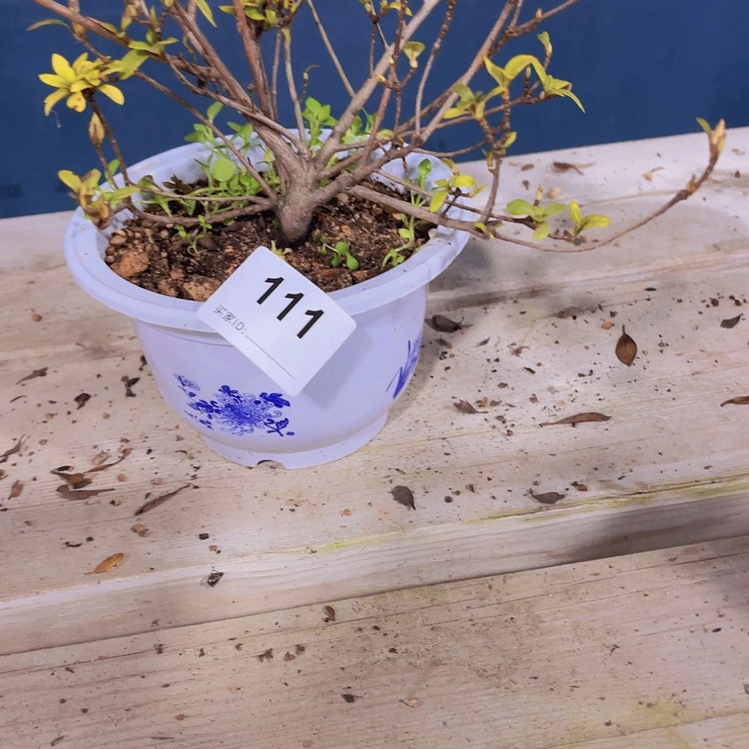 红陶直播时间一直一直