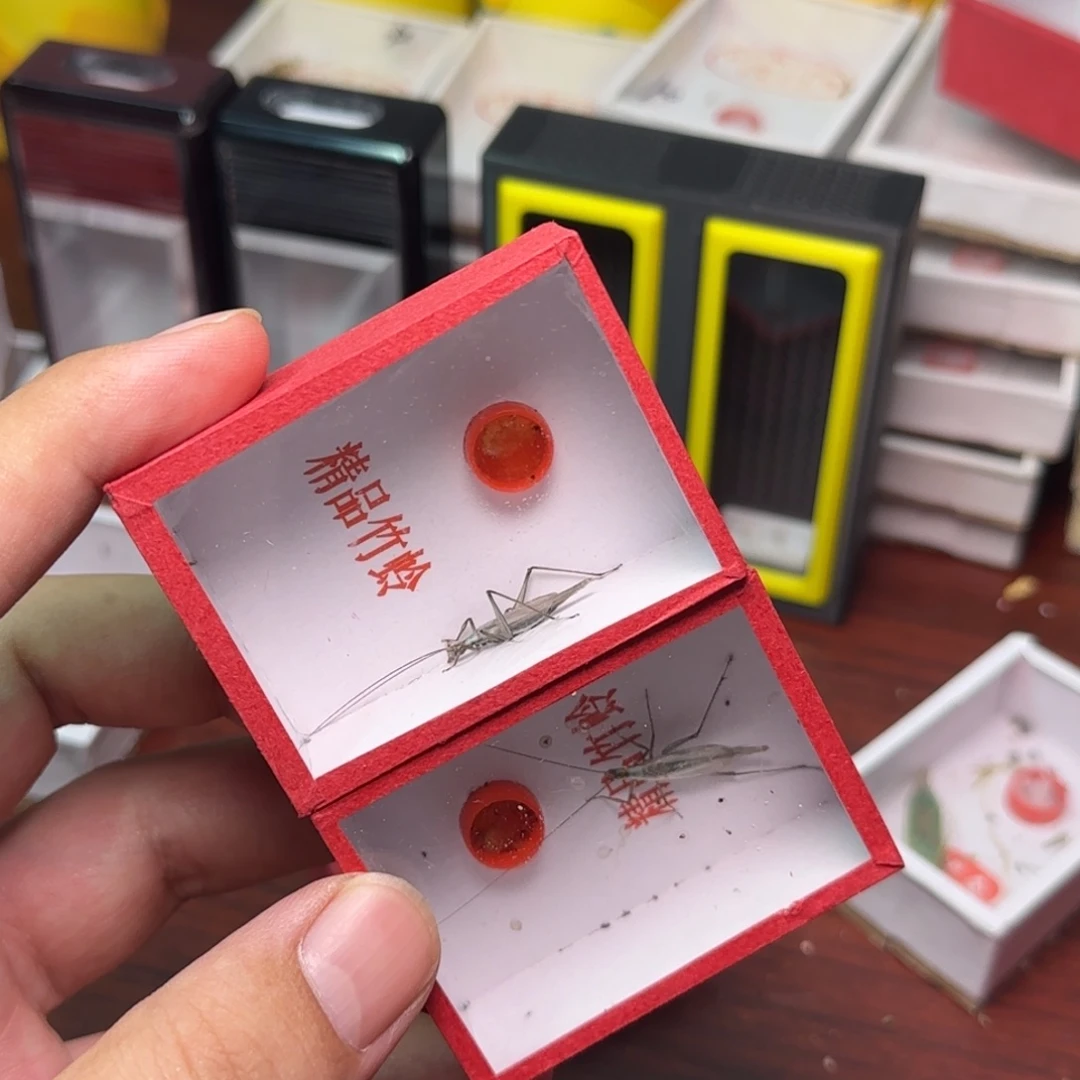 黑紫竹蛉2只