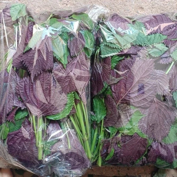 新鲜紫苏叶带长杆为鱼虾蟹去腥提鲜的香料
