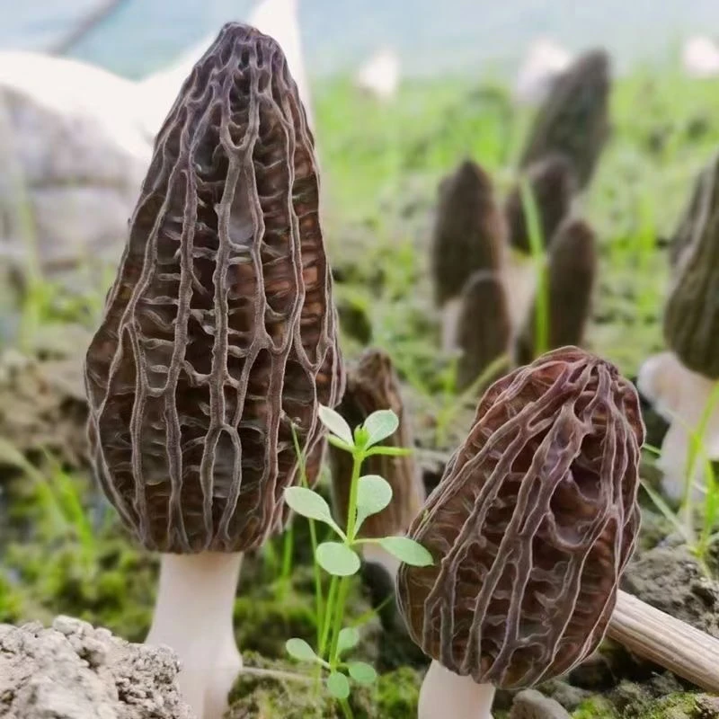 阜平县25年鲜羊肚菌新鲜收割一斤装