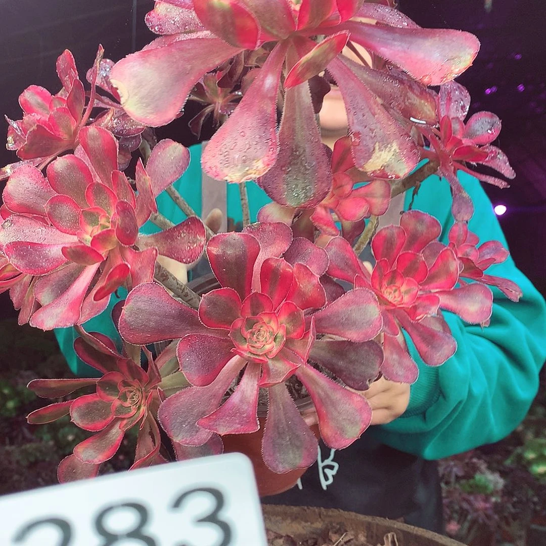 柒柒精品多肉脱土发货不包断侧枝283