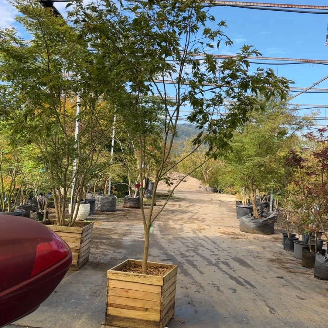 无花朵杰杰2600一物一拍