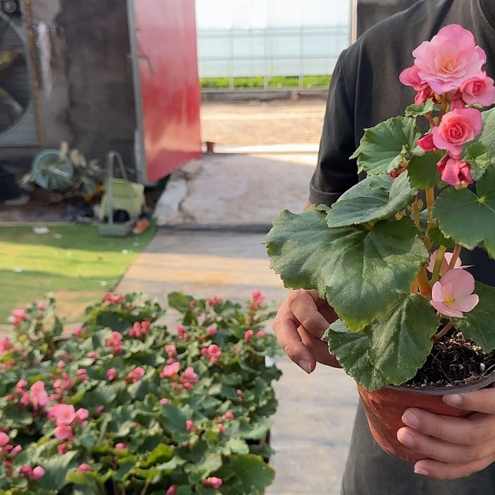 全部花苞丽格海棠光荣粉