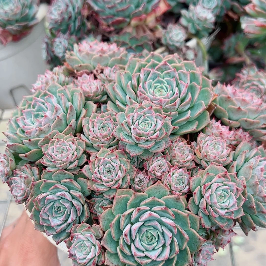 海滨格瑞带盆土精品特价