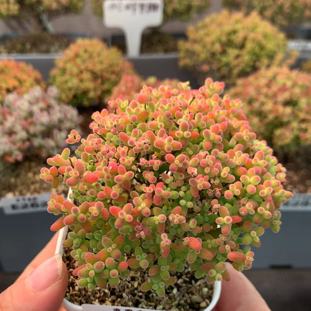 296蜜橘糖球