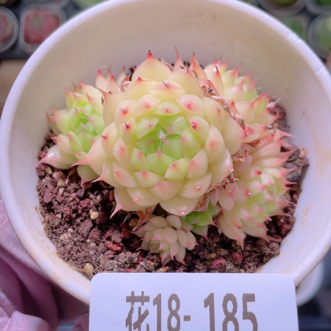 花利美18-185海王