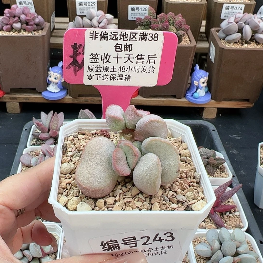 243黛安娜多肉植物
