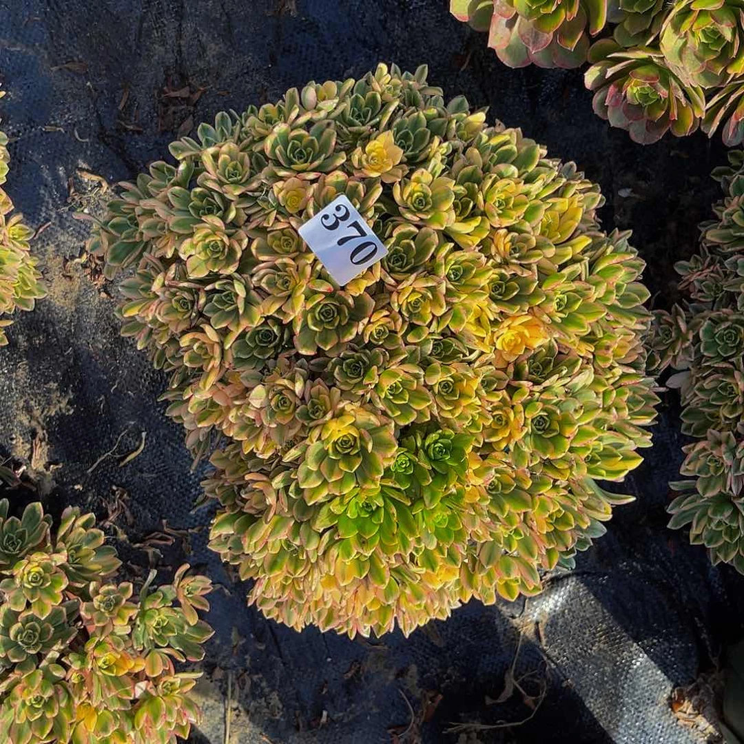 甜茶法师多肉1-40