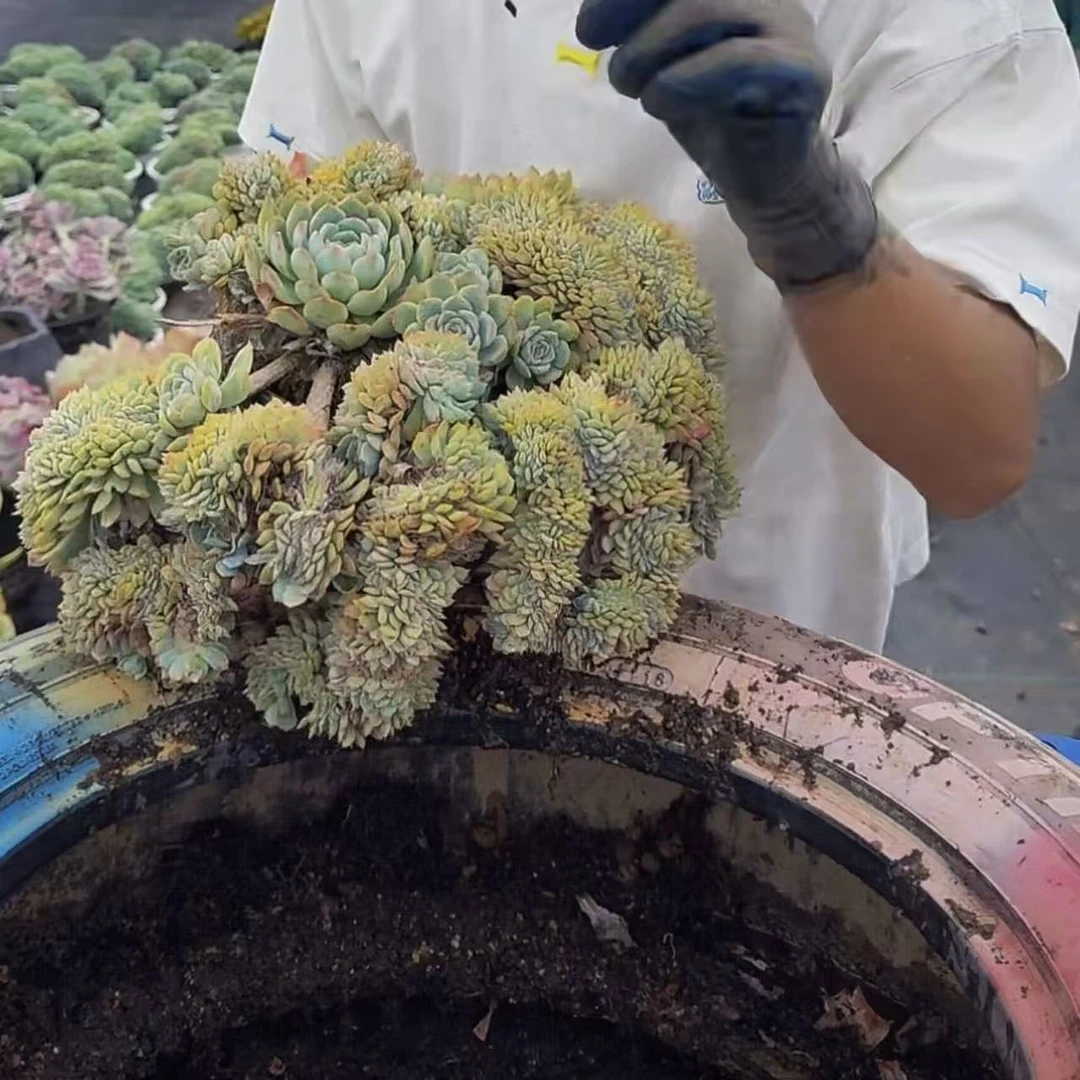 云漫多肉  地载水莲（莎莎女王缀化）  多肉植物